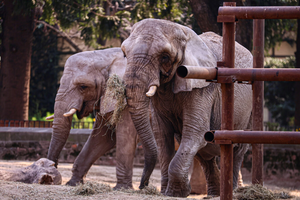 Elefantas Kuky y Pupi en Ecoparque El año 2020 se había confirmado que Kuky y Pupi, las dos elefantas africanas del ex zoológico porteño, iban a ser derivadas a Chapada dos Guimarães, a 2700 kilómetros del predio de Buenos Aires, donde se encuentra el Santuario de Elefantes Brasil (SEB), al que fue enviada Mara en mayo de 2020. El primer destino seleccionado había sido el santuario Sanwild Wildlife Trust, en Sudáfrica, pero por las exigencias burocráticas y las complicaciones de logística se cambió de opinión y hoy en Agosto de 2024 ambas siguen ancladas en el Ex Zoologico en medio del stress de la ciudad.